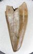 Tyrannosaur Premax Tooth (Aublysodon) - Montana #21368-1